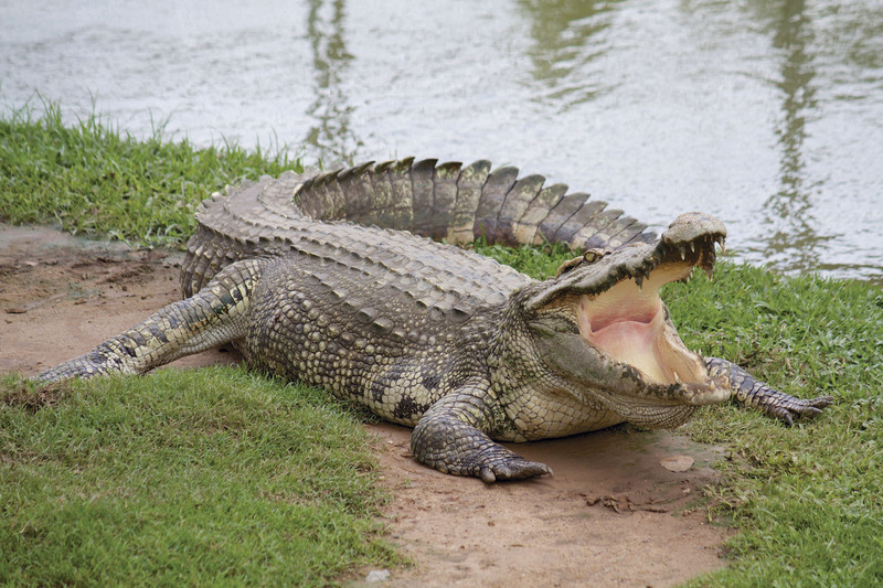 Chasseurs de reptiles S rie documentaire 3 saisons et 20