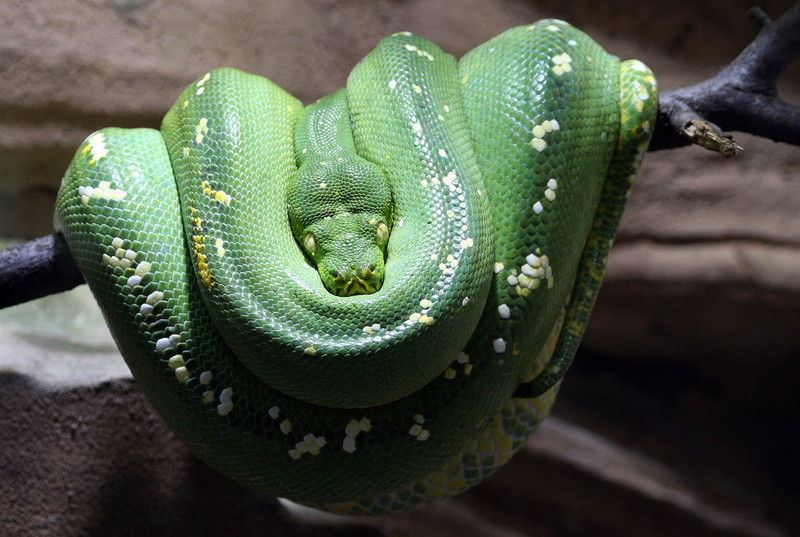 Chasseurs de reptiles S rie documentaire 3 saisons et 20