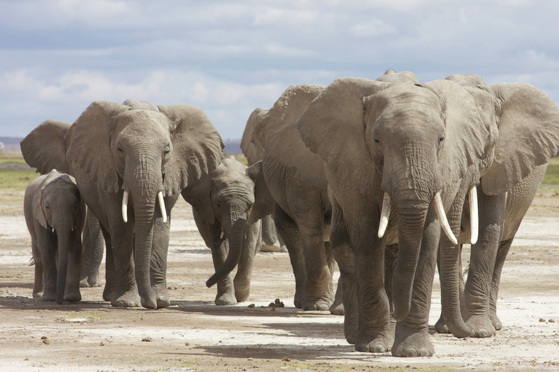 Duree De Vie D Un Elephant Écho, une vie d'éléphant Documentaire 2010 - Télé Star